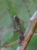 Zejkovec hlohový (Motýli), Opisthograptis luteolata (Lepidoptera)